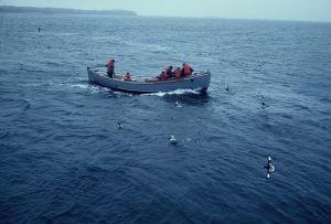 USS Calcaterra at Auckland Islands during 1966 Antarctic scientific mission