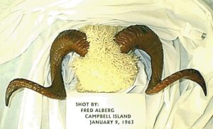 Fred aleberg cambell island