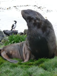 Hooker Sea Lion
