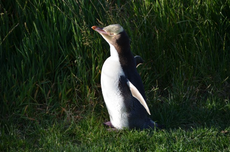 Yellow eyed Penguin