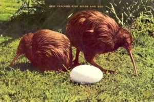 Post Card KiWI Birds and EGG