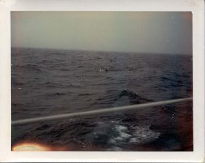 you will see two dorsal fins in this photo