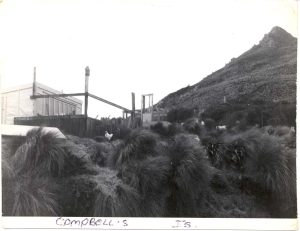 Campbell Island