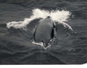 Whale