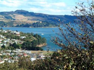 monarch approaching port chalmers