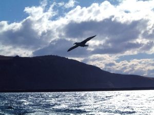 Just outside the harbour at Taiaroa Head a Royal Albatross in flight