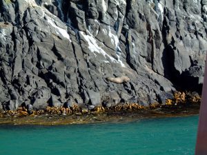 and another shot of the seal