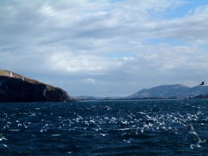 Looking at the entrance of Otago Harbour